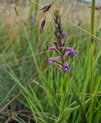 Disa stachyoides