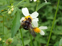 Xylocopa tranquebarorum