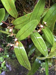 Epidendrum exasperatum