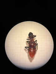 Thanasimus formicarius