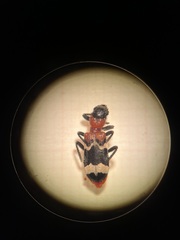 Thanasimus formicarius