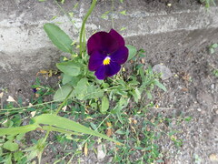 Viola × wittrockiana