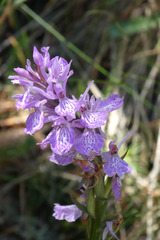 Dactylorhiza maculata