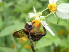 Xylocopa tranquebarorum