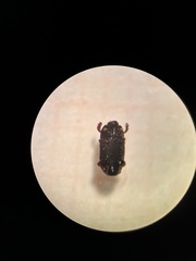 Histeridae