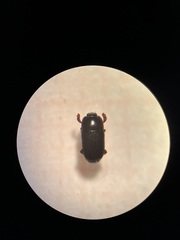 Histeridae