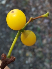Loranthus europaeus