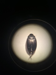 Agabinae