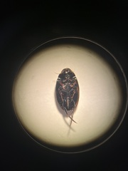 Agabinae
