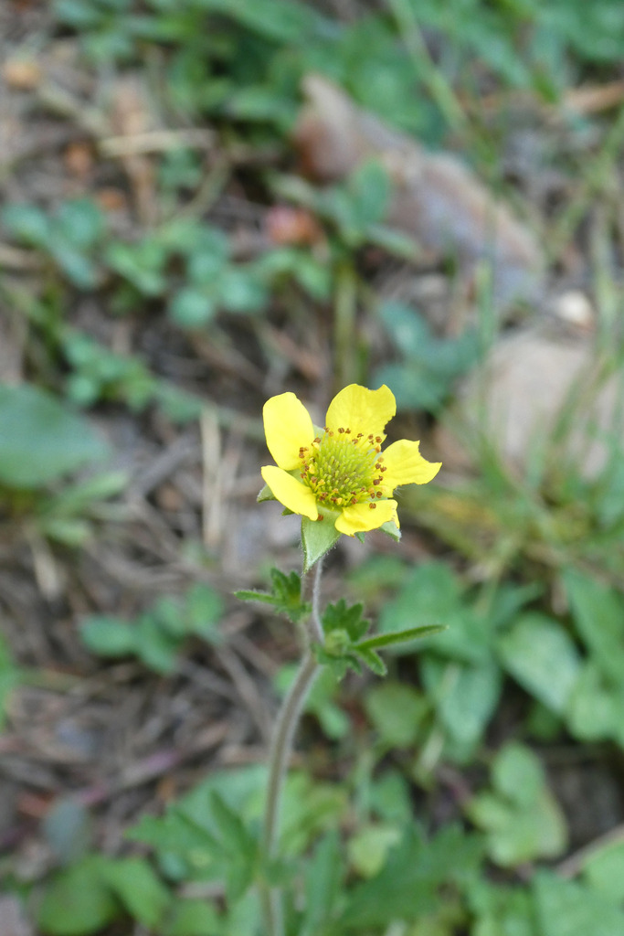 Geum hispidum