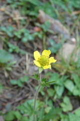 Geum hispidum