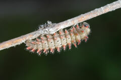 Zerynthia rumina rumina