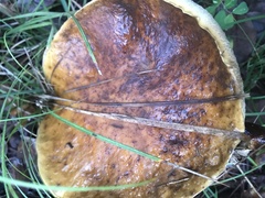 Suillus collinitus