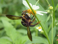 Xylocopa tranquebarorum