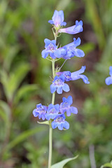 Penstemon cyananthus cyananthus