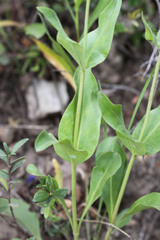 Penstemon cyananthus cyananthus