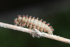 Zerynthia rumina rumina