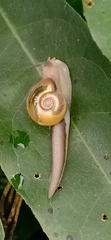 Helicarionoidea