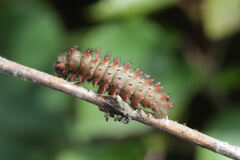 Zerynthia rumina rumina