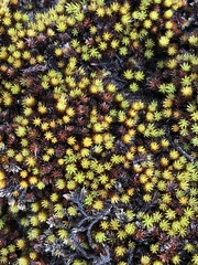 Macromitrium piliferum