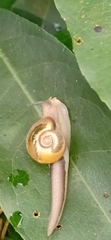 Helicarionoidea