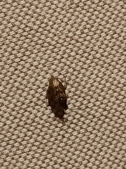 Gastrodes abietum