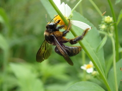 Xylocopa tranquebarorum
