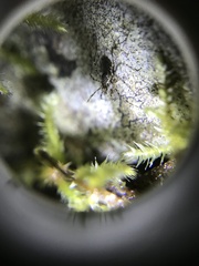 Megabunus diadema