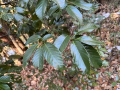 Quercus glauca