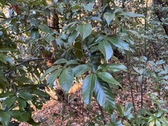 Quercus glauca