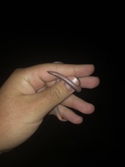 Carphophis amoenus amoenus