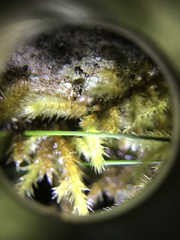 Megabunus diadema