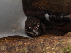 Limnonectes fujianensis