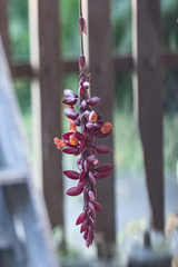 Thunbergia coccinea