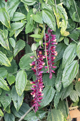Thunbergia coccinea