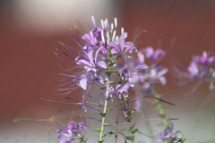 Cleome