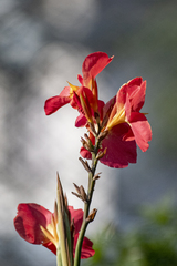 Canna × generalis