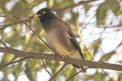 Acridotheres tristis