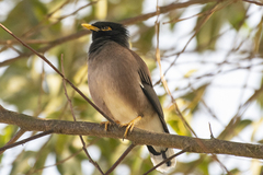Acridotheres tristis