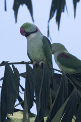 Psittacula eupatria
