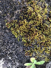 Macromitrium piliferum