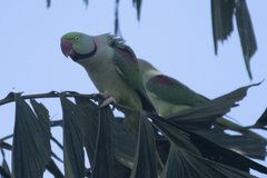 Psittacula eupatria