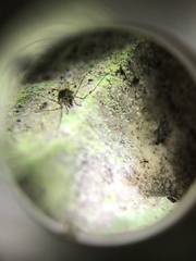 Megabunus diadema