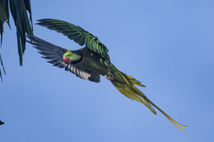 Psittacula eupatria