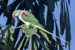 Psittacula eupatria