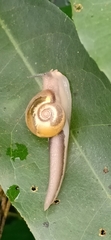 Helicarionoidea