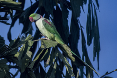 Psittacula eupatria