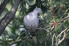 Streptopelia orientalis