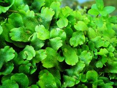 Conocephalum conicum