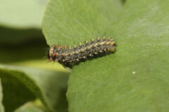 Zerynthia rumina rumina